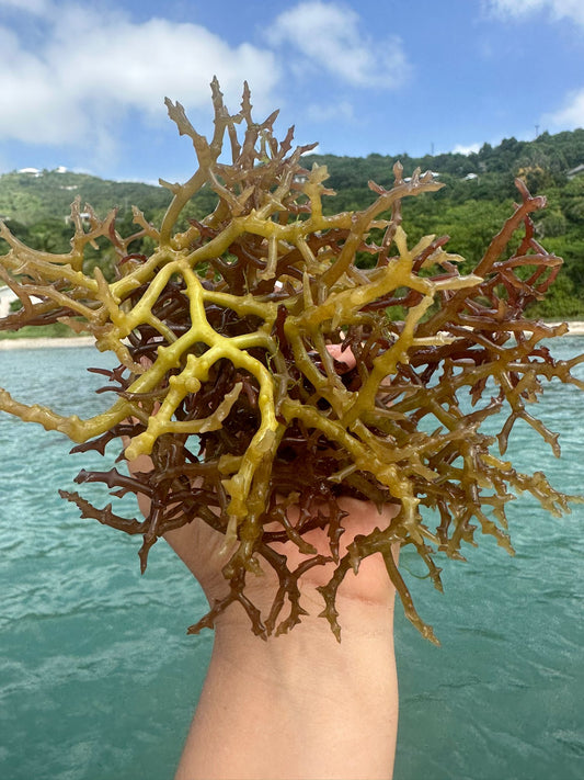 Sea moss for peri-menopausal women