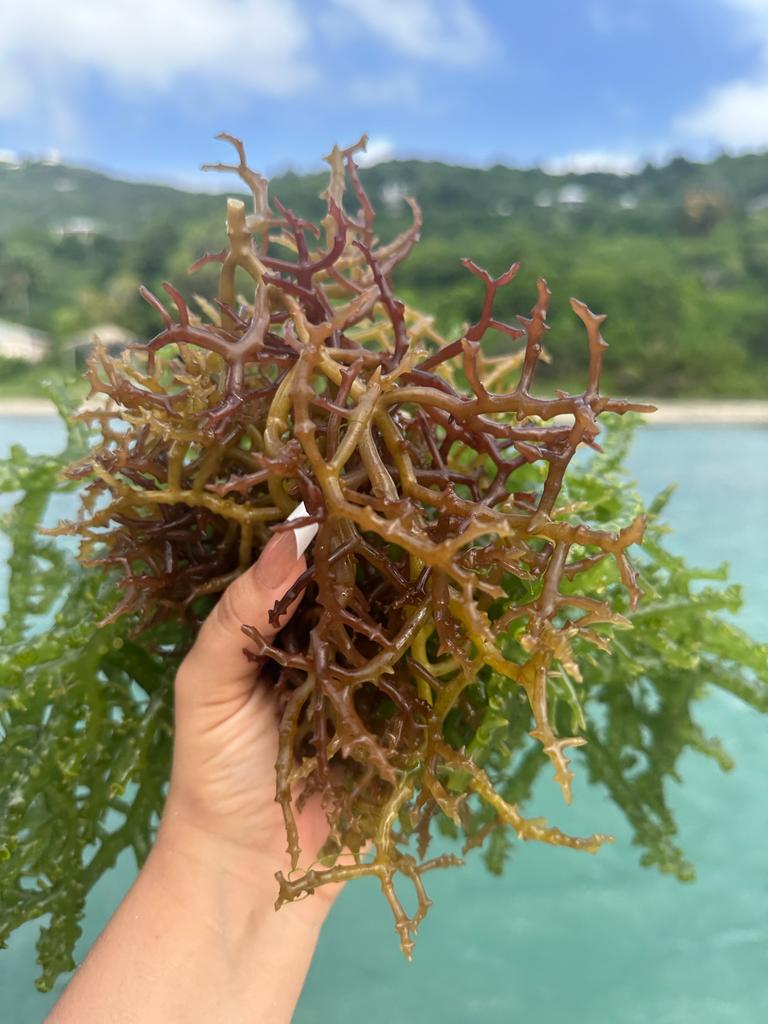 Skin benefits of sea moss