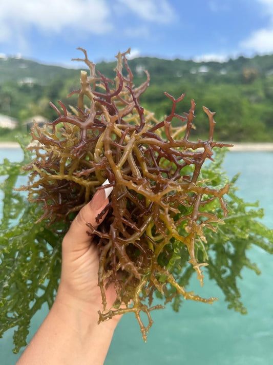 Skin benefits of sea moss